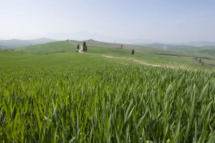 Framed Print : Tuscan Corn Fields Print Framed Print : Tuscan Corn Fields Print
