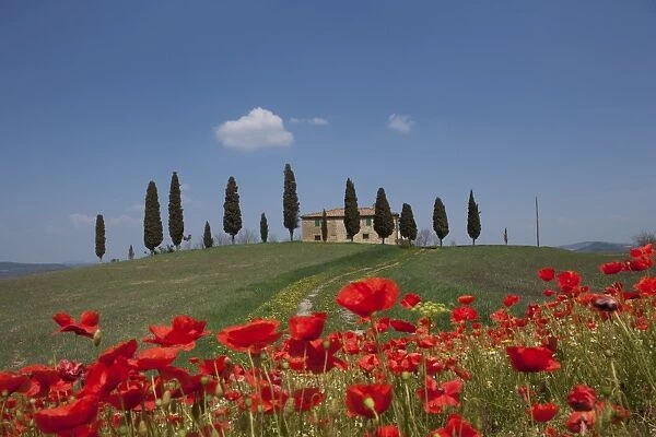 Country home and poppies, near Pienza, Tuscany, Italy, Europe