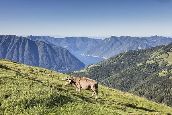 Cow in the green pastures with Lake Como and peaks in the background Gravedona, Province of Como