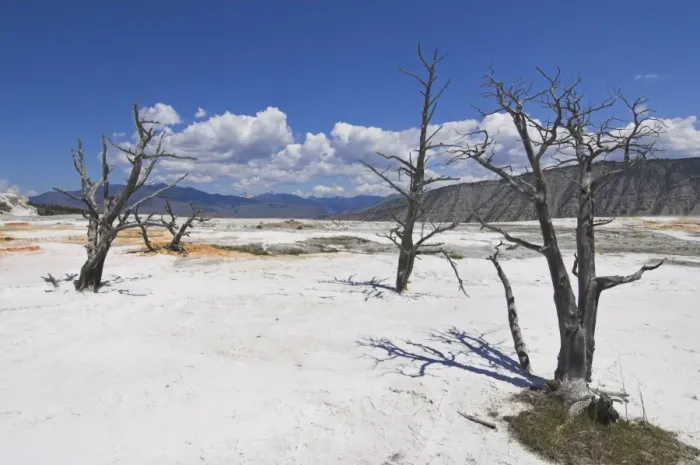 Framed Print : Mammoth Hot Springs Dead Tree Trunks Print Framed Print : Mammoth Hot Springs Dead Tree Trunks Print