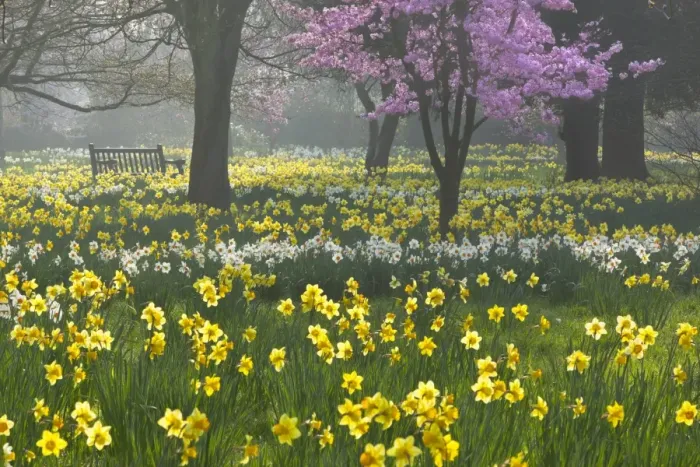 Framed Print : Spring Bloom Print, Hampton, London