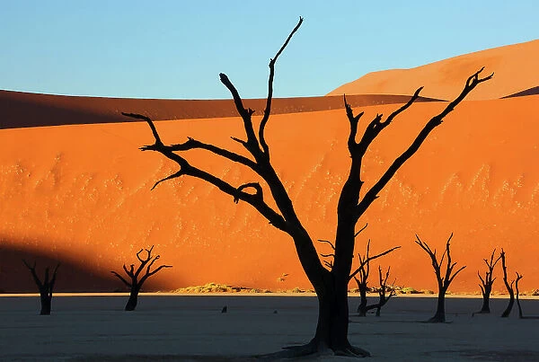 Dead Vlei, Sossusvlei, Namibia, Africa