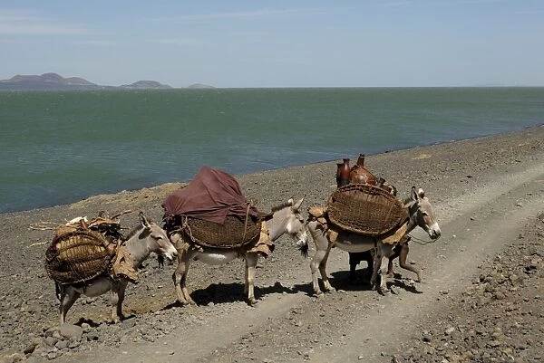 Donkeys, Lake Turkana