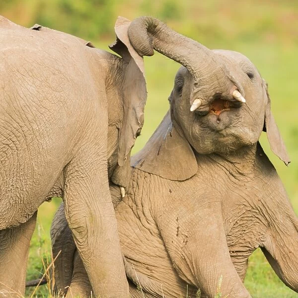 Elephant calves playing in the Masai Mara, Kenya, East Africa, Africa