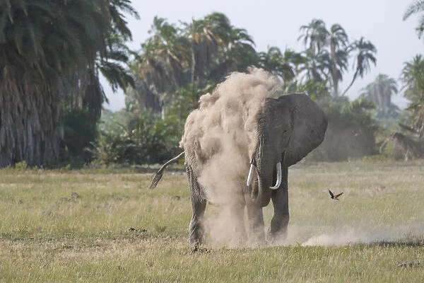 An elephant spraying itself with dust in Amboseli National Park, Kenya, East Africa