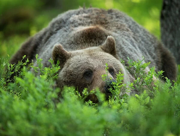 Eurasian brown bear (Ursus arctos arctos) lying down in forest environment, Finland, Europe