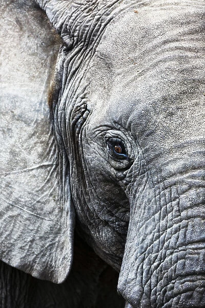 Eye of the African elephant, Serengeti National Park, Tanzania, East Africa, Africa