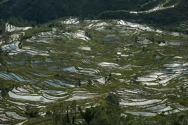 Fashioned over hundreds of years by the Hani, these terraces in Yunnan cover an area