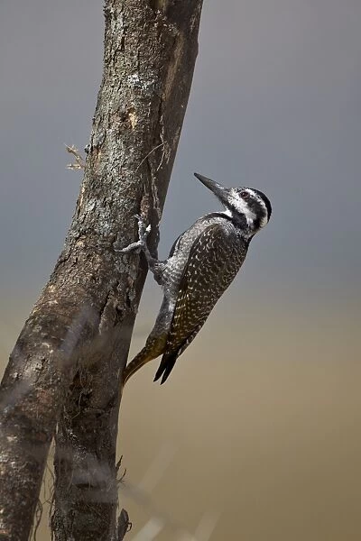 Female bearded woodpecker (Dendropicos namaquus), Serengeti National Park, Tanzania, East Africa, Africa