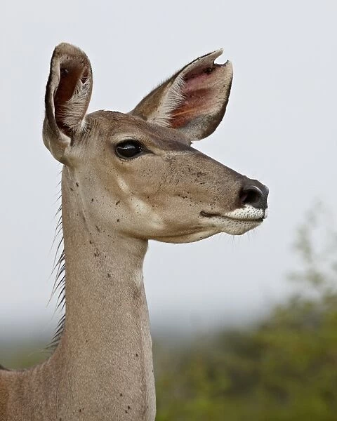 Female greater kudu (Tragelaphus strepsiceros), Kruger National Park, South Africa