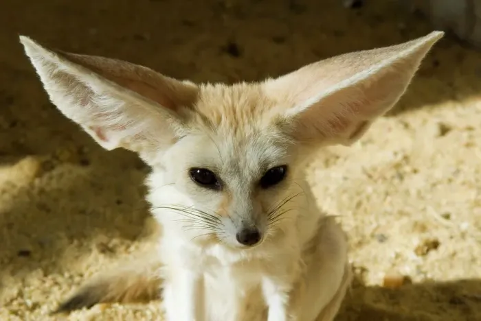 Framed Print : Fennec Desert Fox Print