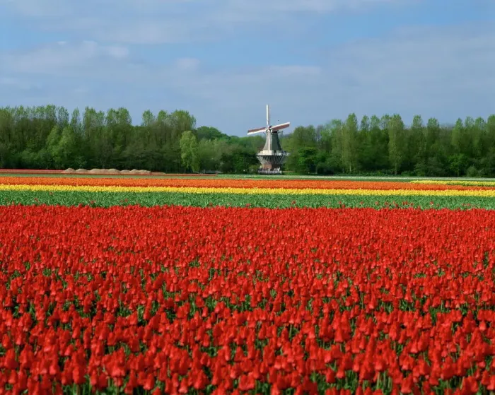 Framed Print : Tulip Field Print with Windmill Background Framed Print : Tulip Field Print with Windmill Background
