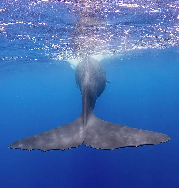 The flukes of an adult female sperm whale (Physeter macrocephalus) swimming underwater, Roseau, Dominica, Windward Islands, West Indies, Caribbean, Central America