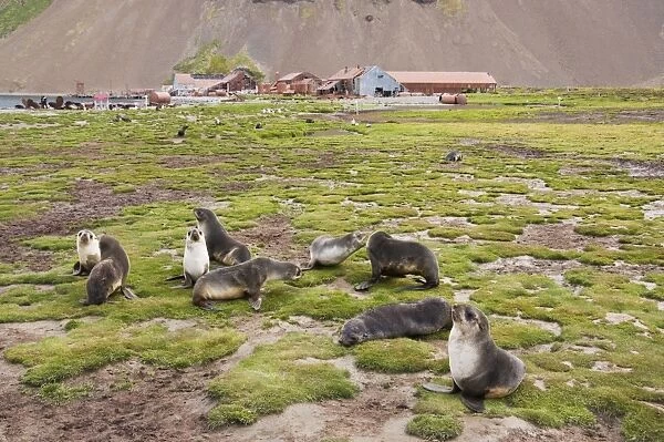 Fur seals in front of Old Whaling station at Stromness Bay, South Georgia, South Atlantic