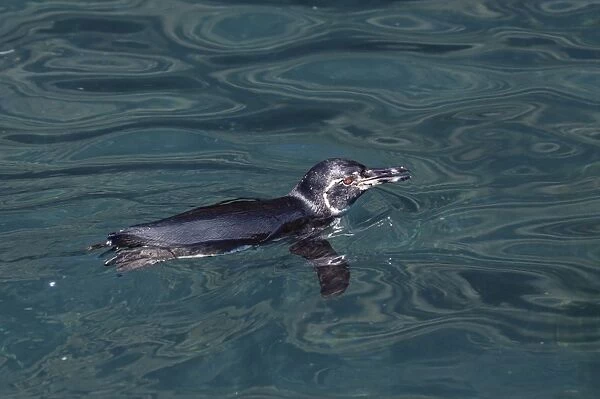 Galapagos penguin (Sphensicus mendiculus), Isabela Island, Galapagos Islands