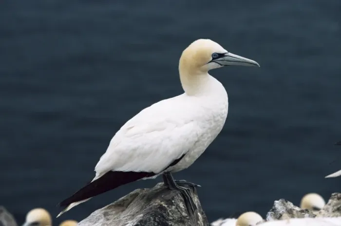 Framed Print : Gannet Print on Rock Framed Print : Gannet Print on Rock