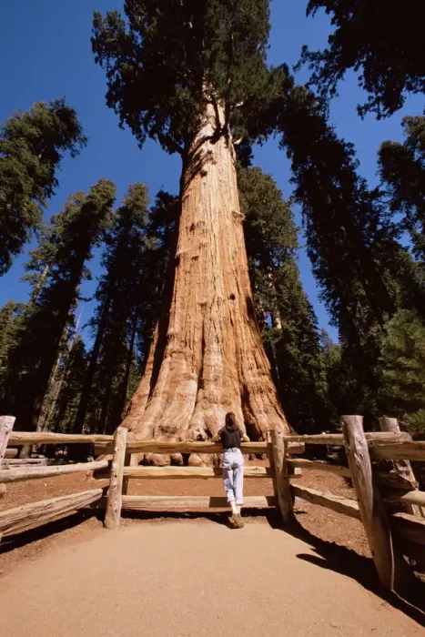 Framed Print : General Sherman Tree Print Framed Print : General Sherman Tree Print