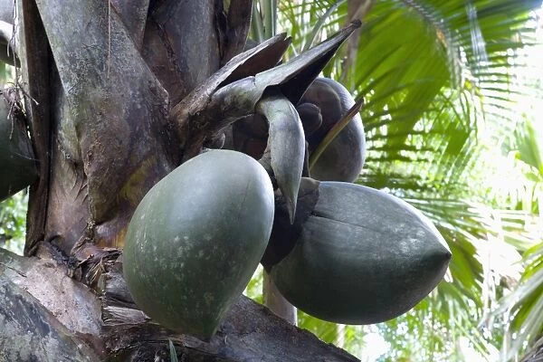 Giant fruit of coco de mer palm (Lodoicea maldivica) in the Vallee de Mai Nature Reserve