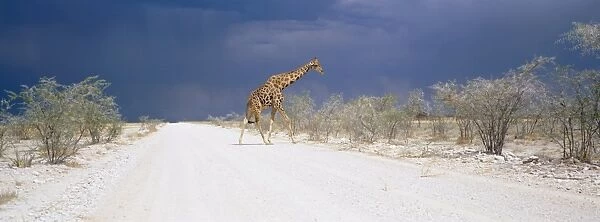 Giraffe and storm clouds
