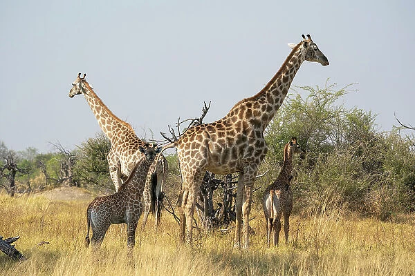 Giraffes (Giraffa camelopardalis) and calves, Okavango Delta, Botswana, Africa