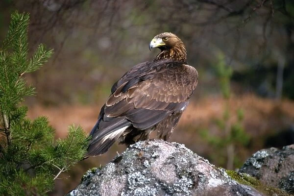 Golden eagle, Highlands, Scotland, United Kingdom, Europe
