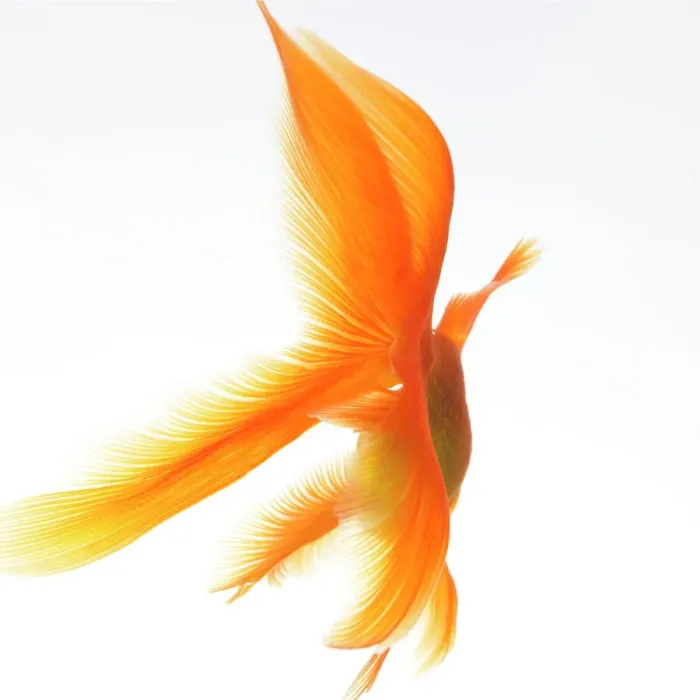 Framed Print : Goldfish Print Framed Print : Goldfish Print