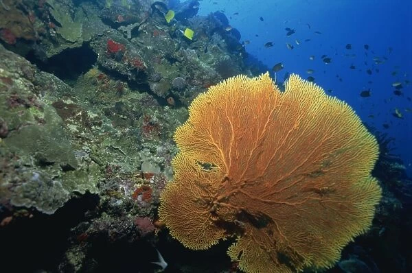 Gorgonian fan coral on reef slope