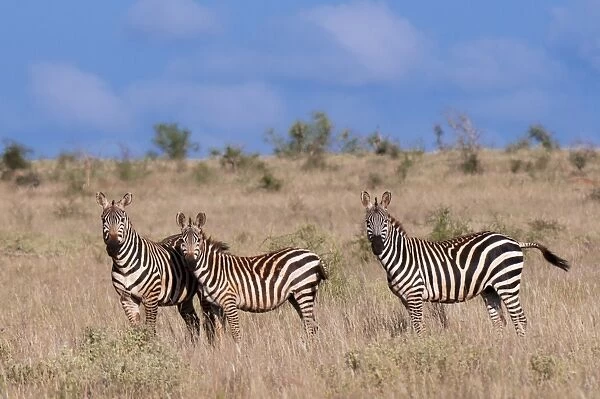 Grants zebra (Equus quagga boehmi), Lualenyi Game Reserve, Kenya, East Africa