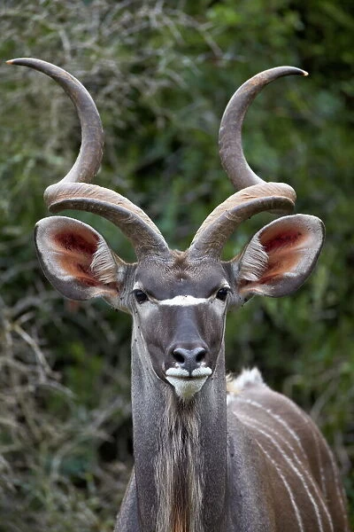 Greater kudu (Tragelaphus strepsiceros) buck, Addo Elephant National Park, South Africa, Africa