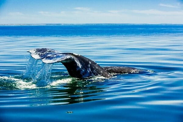 Grey whales, Whale Watching, Magdalena Bay, Mexico, North America