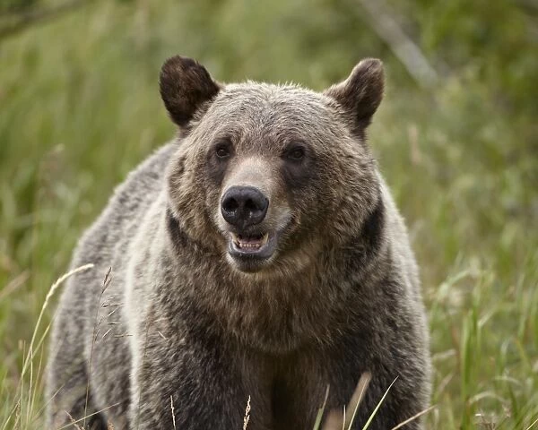 Grizzly bear (Ursus arctos horribilis), Glacier National Park, Montana, United States of America, North America