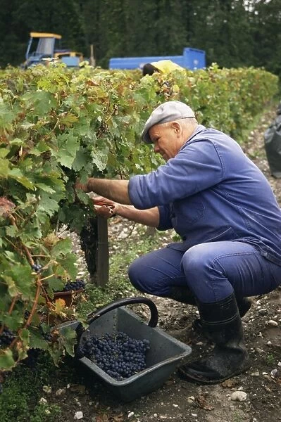 Harvest in the Medoc vineyards, Margaux, Gironde, Aquitaine, France, Europe