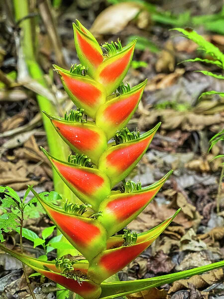 A Heliconia (Heliconia wagneriana) just starting to flower in Rio Seco, Costa Rica, Central America