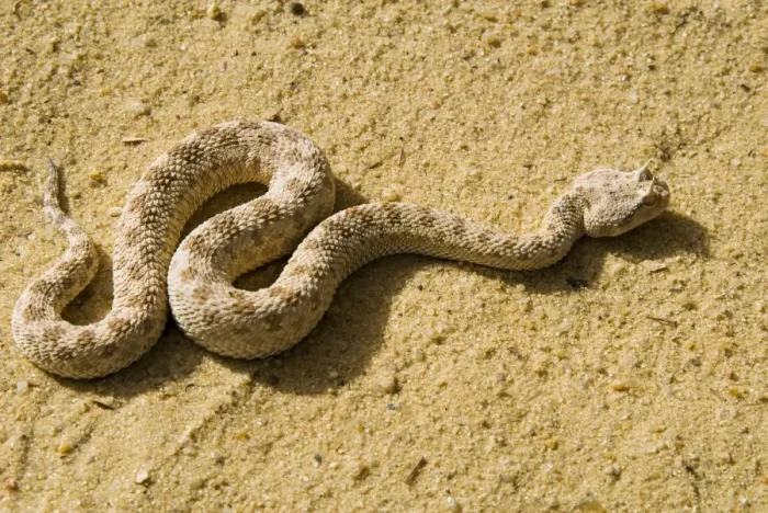 Framed Print : Horned Viper Print