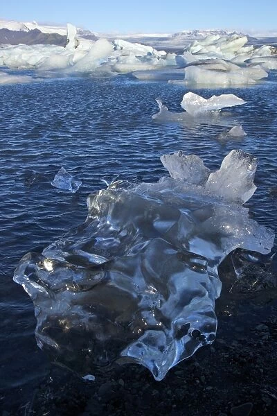 Icebergs on glacial lake at Jokulsarlon with snow on the massive icecap of Vatnajokull behind, Iceland, Polar Regions