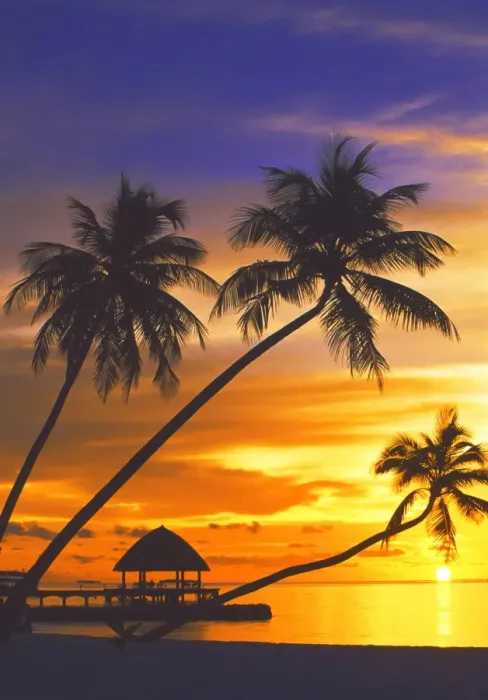 Framed Print : Maldives Sunset Palm Tree Print Framed Print : Maldives Sunset Palm Tree Print