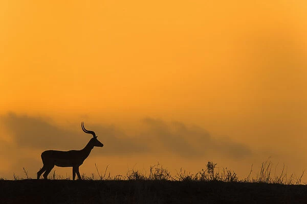 Impala (Aepyceros melampus) at dusk, Zimanga game reserve, KwaZulu-Natal, South Africa