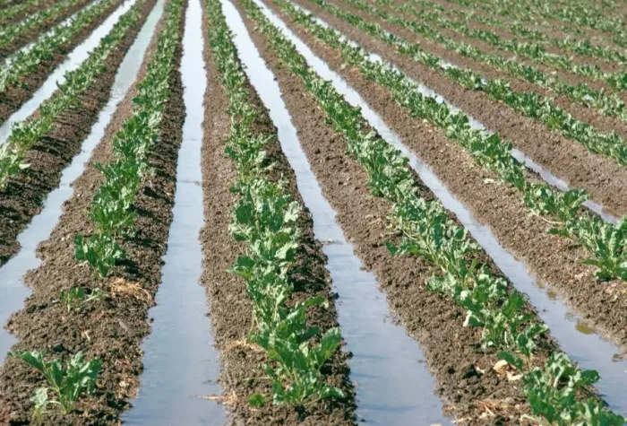 Framed Print : Salinas Irrigation Print Framed Print : Salinas Irrigation Print