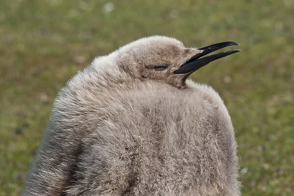 King penguin (Aptenodytes patagonicus) chick, the Neck, Saunders Island, Falkland Islands, South America
