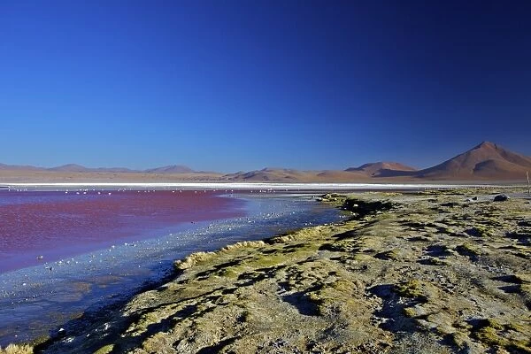 Laguna Colorada (Red Lagoon), a shallow salt lake in the southwest of the altiplano, Eduardo Avaroa Andean Fauna National Reserve, Bolivia, South America