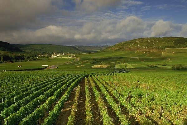 Landscape of vineyards and hills near Beaune, Burgundy, France, Europe