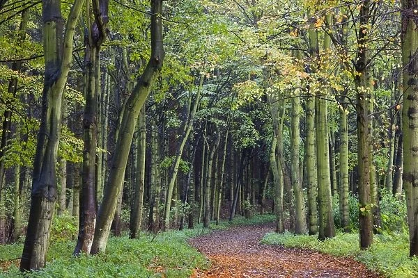 Leaf-covered path through beech woodland in autumn, Alnwick, Northumberland