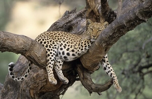 Leopard, (Panthera pardus)