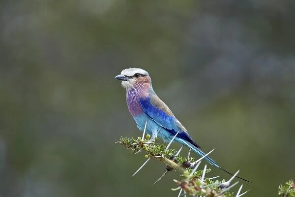 Lilac-breasted roller (Coracias caudata), Selous Game Reserve, Tanzania, East Africa