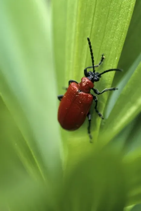 Framed Print : Lily Leaf Beetle Print Framed Print : Lily Leaf Beetle Print