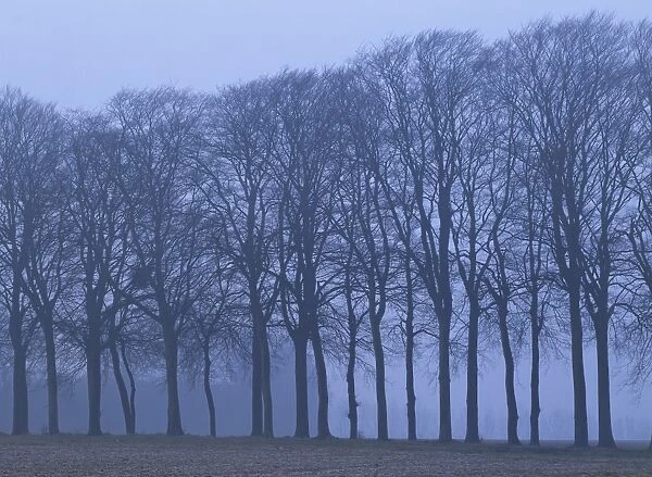 A line of bare trees on farmland in winter in the Canche Valley near Montreuil in the Nord Pas de Calais