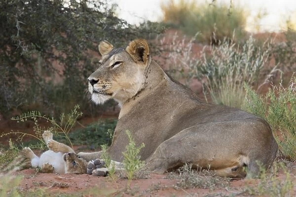Lioness (Panthera leo) with small cub, Kgalagadi Transfrontier Park, South Africa, Africa