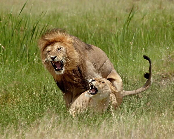 Lions (Panthera leo) mating, Serengeti National Park, Tanzania, East Africa, Africa