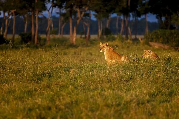 Lions (Panthera leo) resting at sunrise, Masai Mara, Kenya, East Africa, Africa