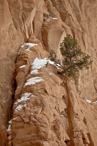 Lone pine on the side of a cliff near Echo Amphitheater, Carson National Forest
